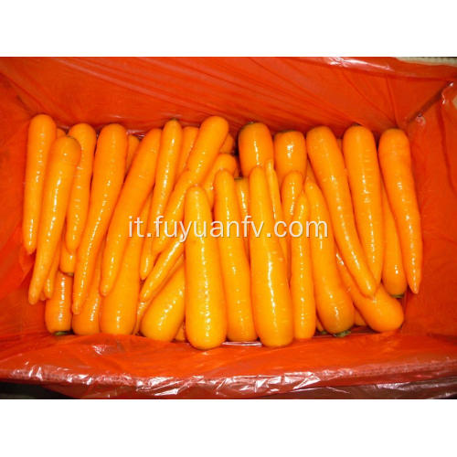 carota fresca dalla provincia di Shandong